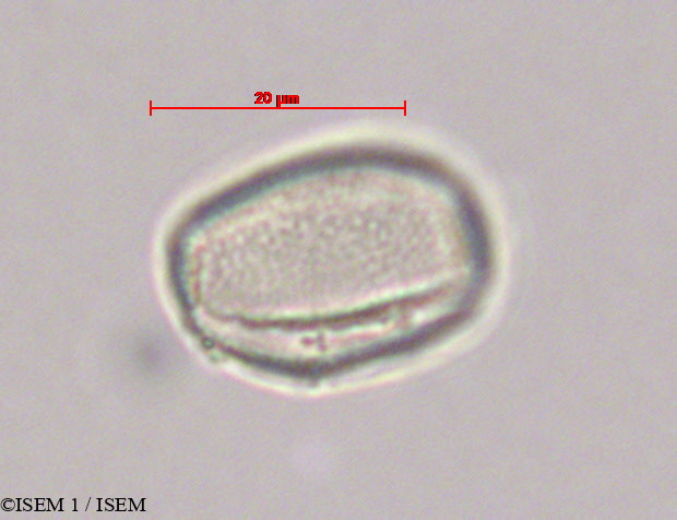 ISEM 1/Dioscorea_composita_28080/Dioscorea_composita_28080_0001(copy).jpg